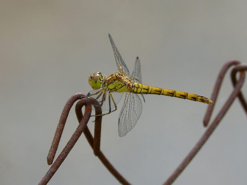 Yellow dragonfly.