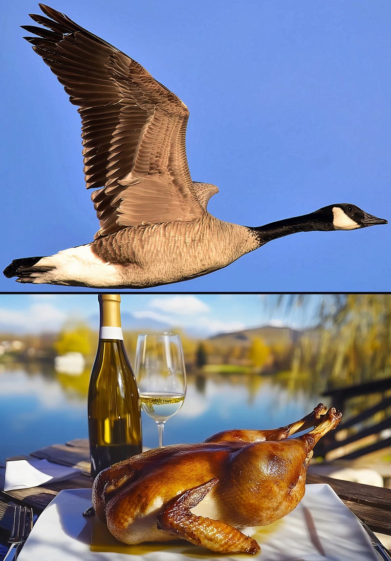 Wings Across Continents: The Wild Grace and Hidden Bounty of the Canada Goose