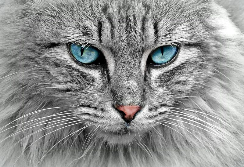 How Designers Worldwide Conspired To Turn World Into Greys