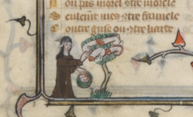 A 14th century image of a nun harvesting penises from a tree.