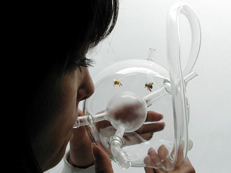 A girl blowing into a glass structure that contains bees