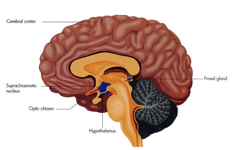 Human brain diagram - best time of day to trade