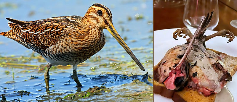The Secret Life of the Common Snipe: Nature’s Master of Camouflage and Culinary Curiosity