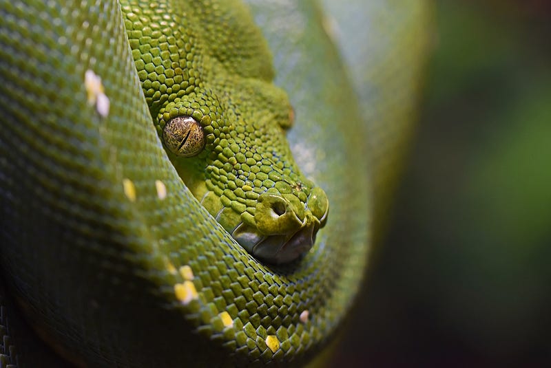 What’s the Difference Between Python’s .append and .extend List Methods?