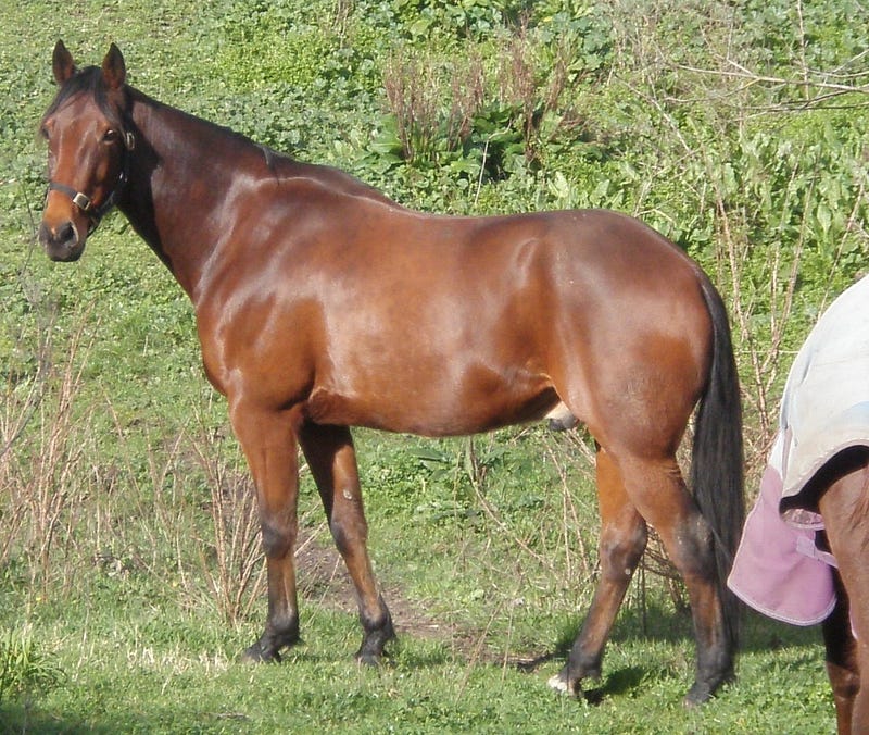 Standardbred - 10 Most Expensive Horse Breeds In The World
