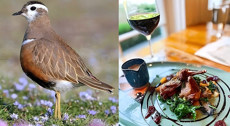 Crowned Wanderer of the Highlands: The Enigmatic Life of the Dotterel