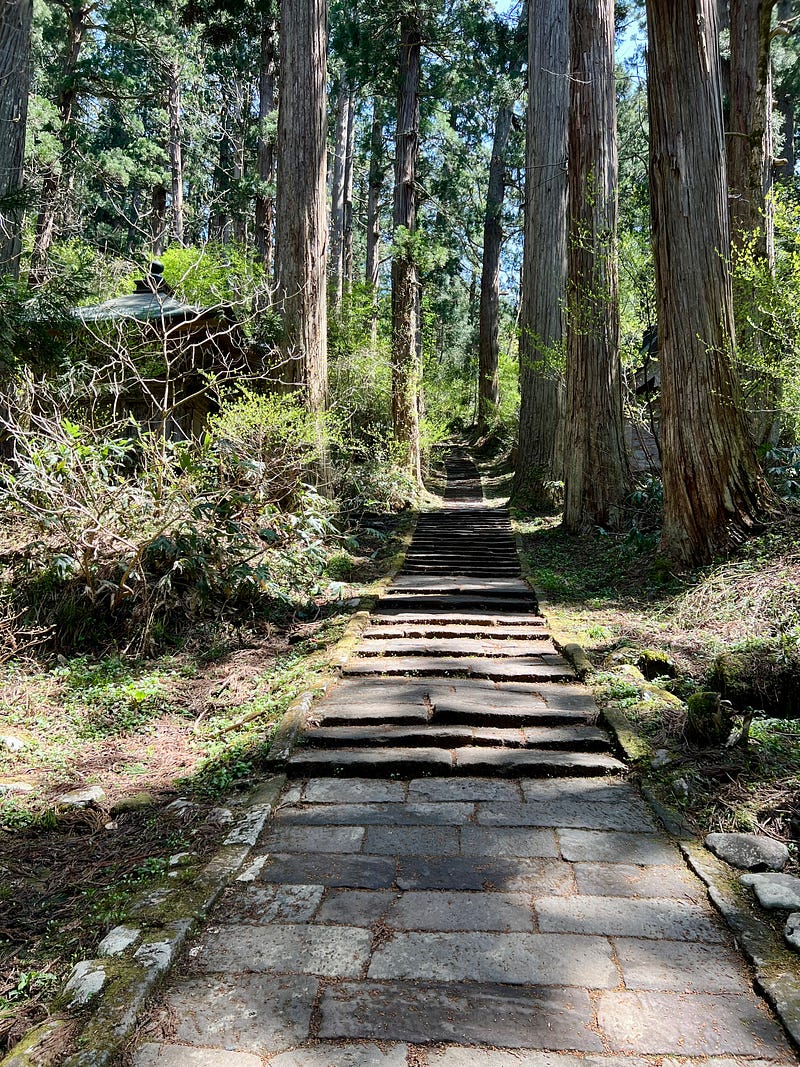 Shallow steps between tall cedar trees leading up Mount Haguro.