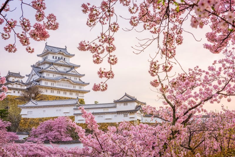 Hyogo Prefecture’s Himeji Castle during the cherry blossom season