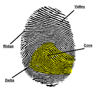 human fingerprint