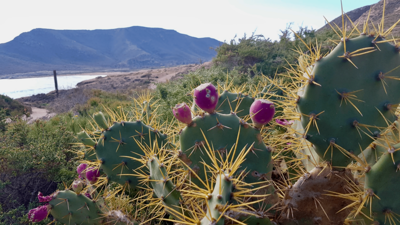 Prickly-pear cactus (Opuntia ficus-indica) with purple prickly pears. The Mediterranean coastline appears in the background.