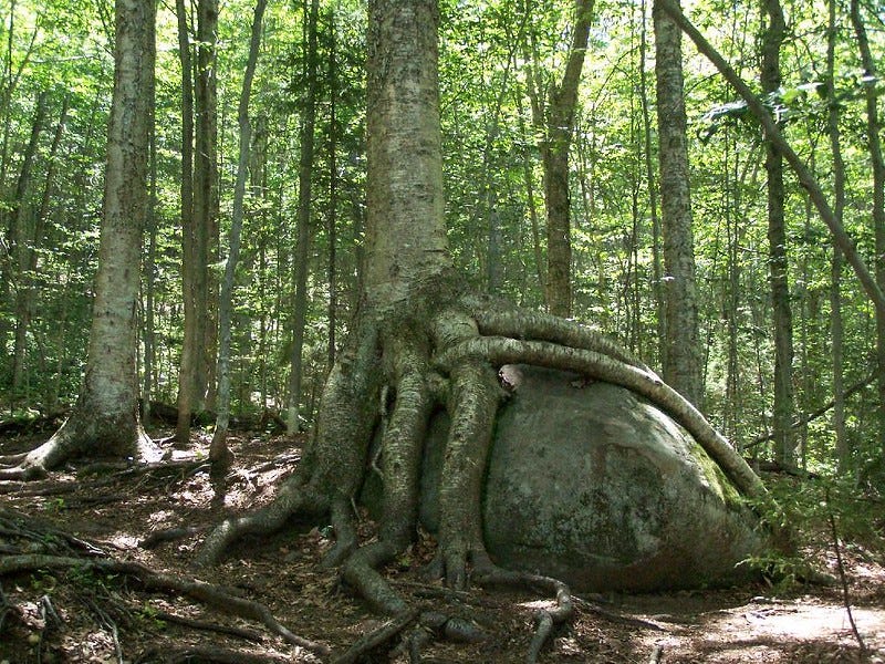 Tree crowning roots over rock