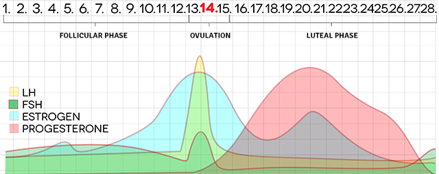 How to Tell You're Fertile