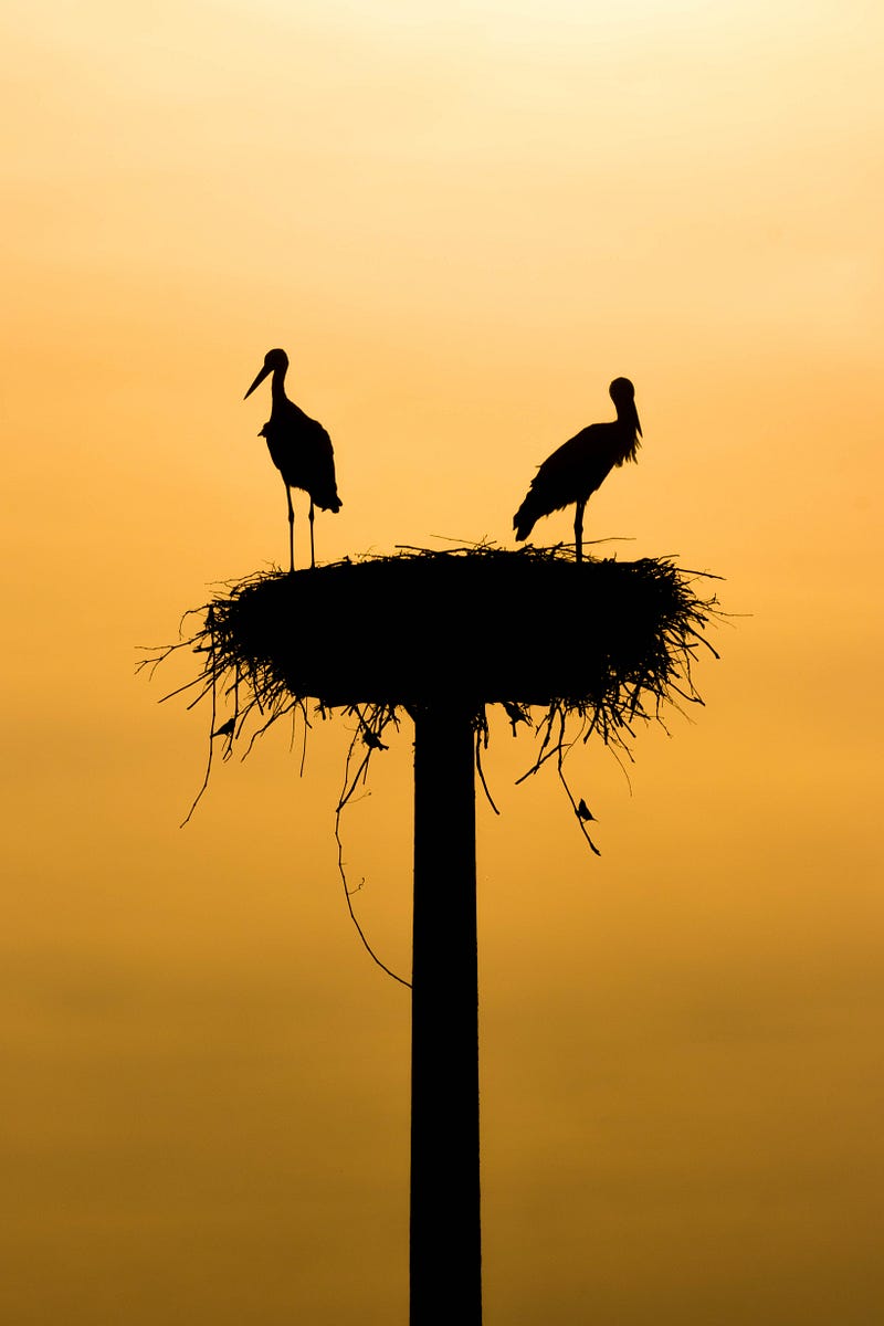 Storks in a tree.