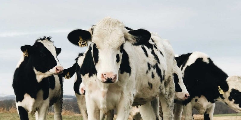 A photograph of five black and white cows with ear tags. One is centred in the image facing the camera, while the others are standing around it looking in different directions.