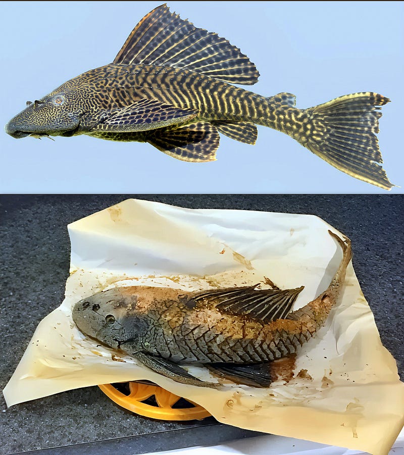 The Amazon Sailfin Catfish: A Spiny Treasure of Rivers, Kitchens, and Sustainability