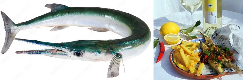 The Silver Spear of the Sea: The Garfish (Belone belone)