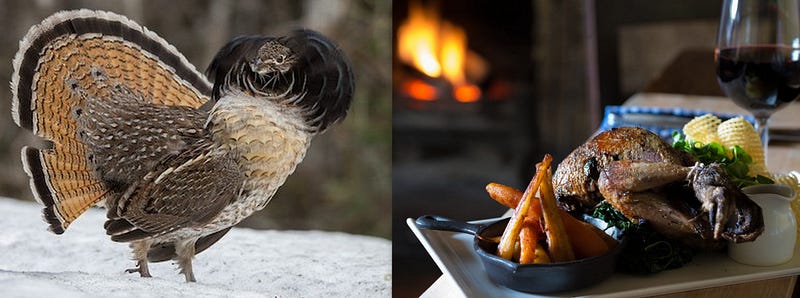 Drumming Through the Forest: The Ruffed Grouse’s Secret Life from Canopy to Cast Iron