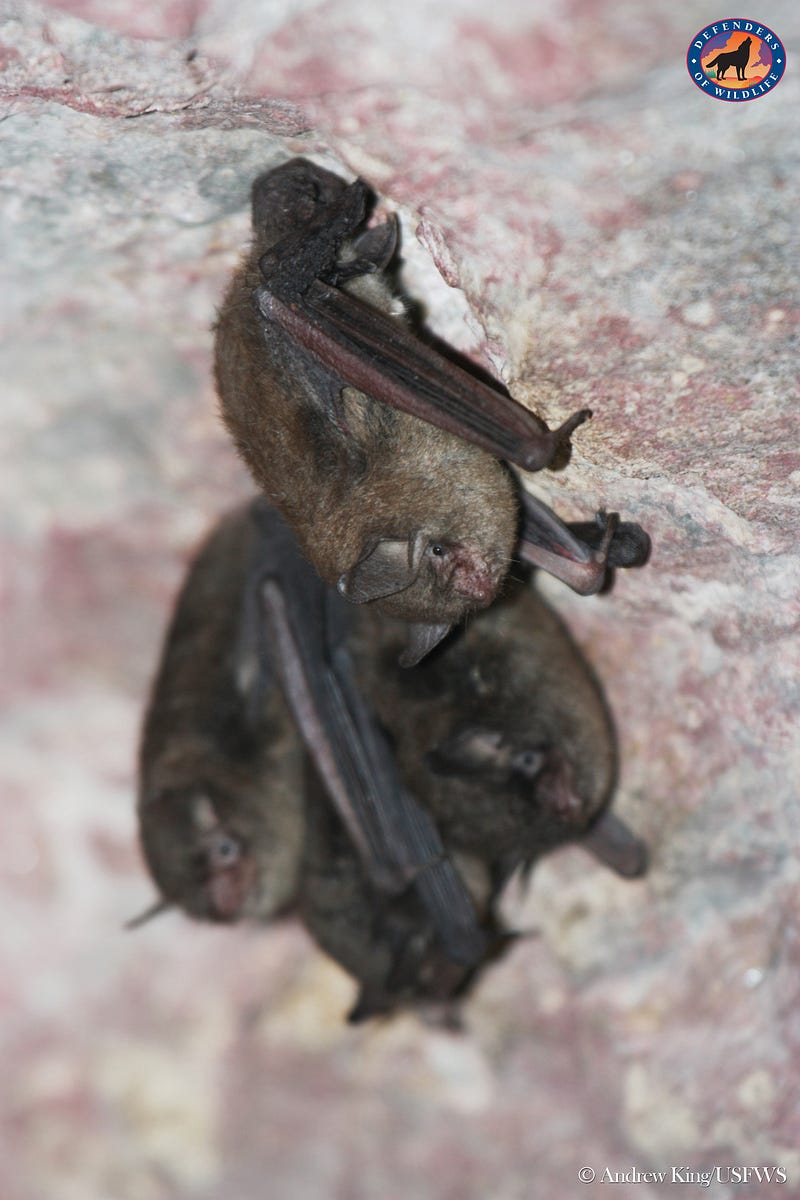 Bats In The Belfry Wild Without End Medium Virginia Long Eared Bat Left And Indiana Bats Right