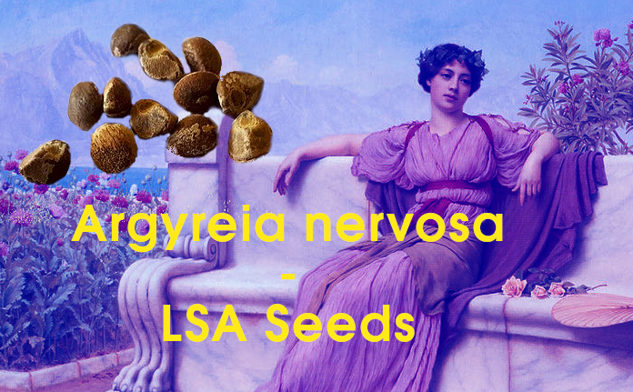 argyreia nervosa seeds lsa