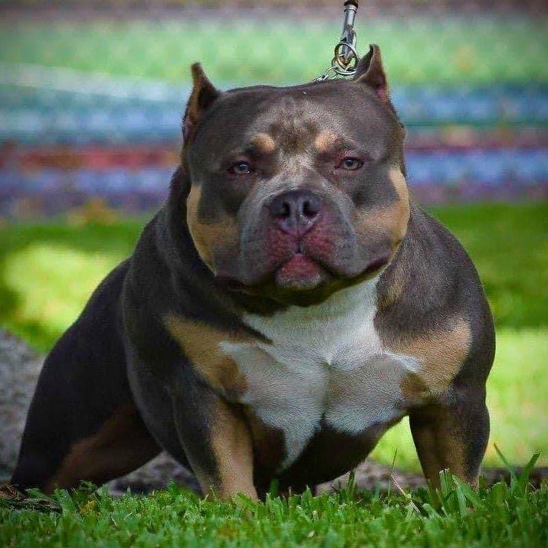 Health Issues In Merle - Why To Avoid It in The American Bully Breed