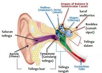 Urutan proses pendengaran