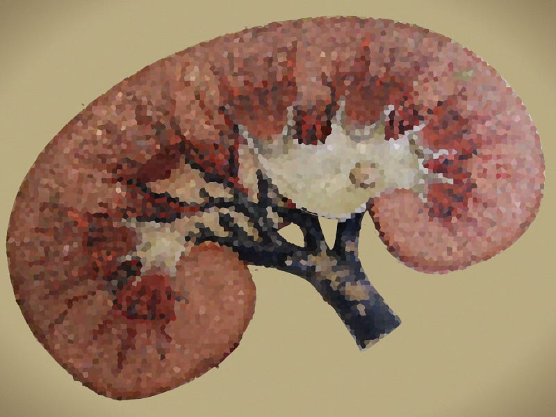 Reprogrammed cells bring us closer to labgrown kidneys — Life’s