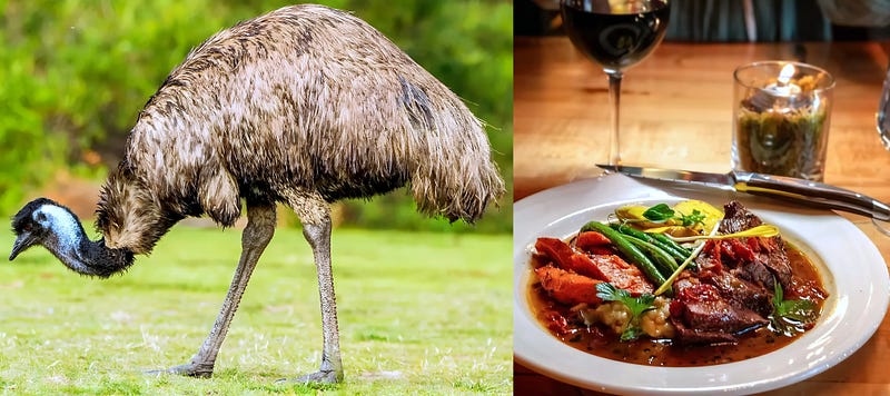 The Emu: Australia’s Towering Nomad of the Outback