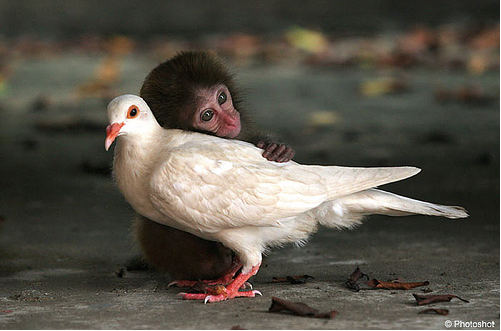 Résultat de recherche d'images pour "la compassion de animaux"