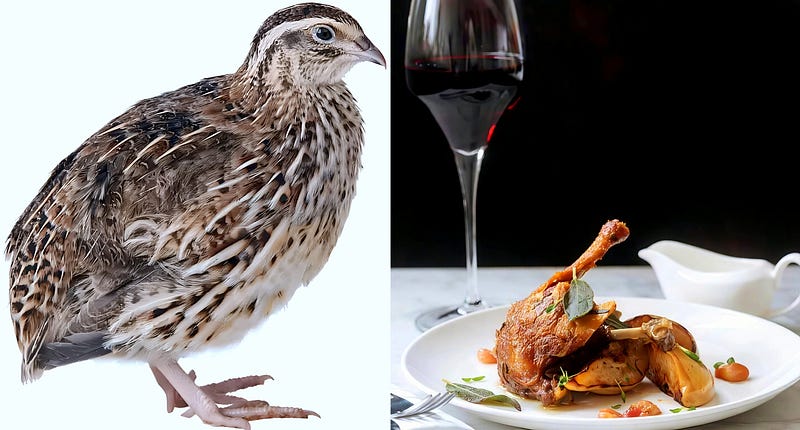 Flight of the Japanese Quail: From Wild Grasslands to Global Kitchens