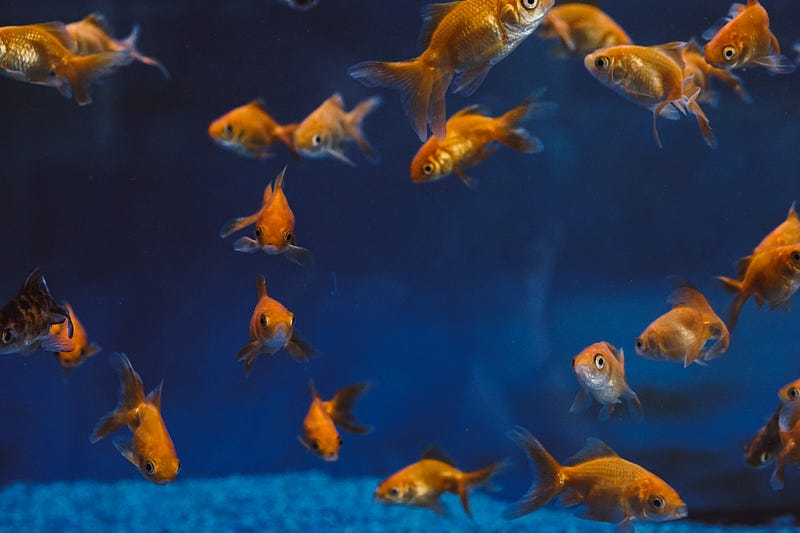 a few gold fish swimming together