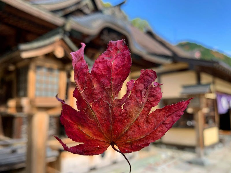 An autumn leaf being held in front of the main hall of Furumine Shrine