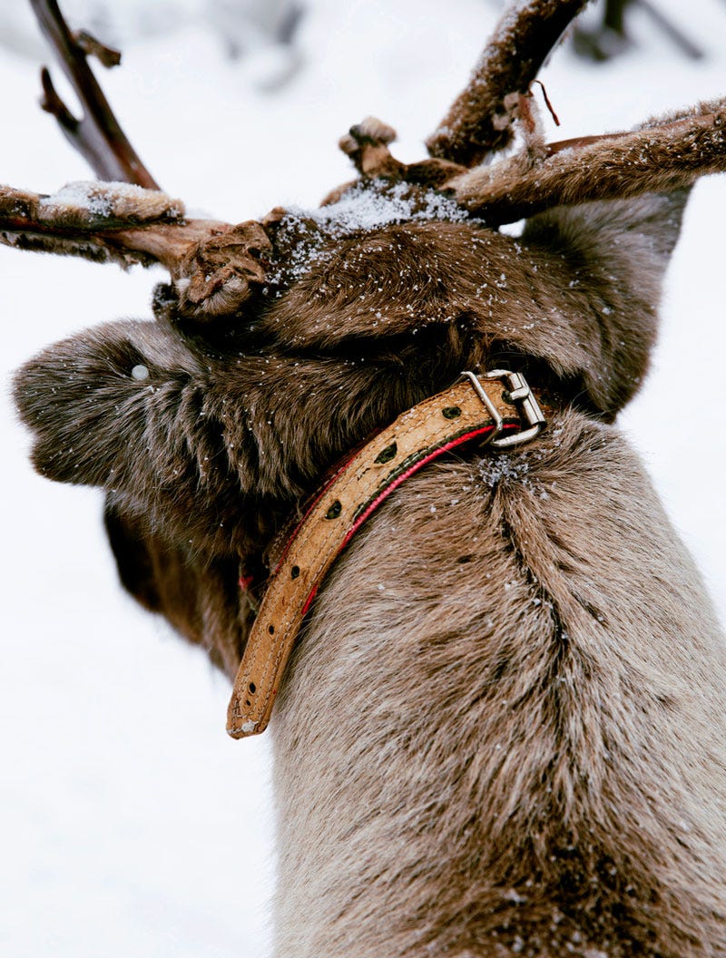 a reindeer