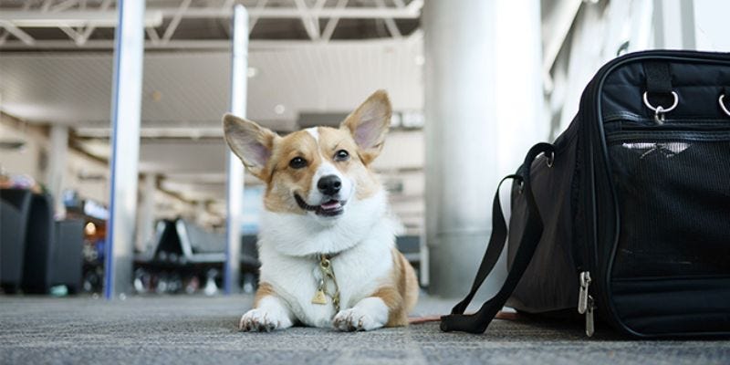 Does Allegiant Air allow Pets in Cabin-