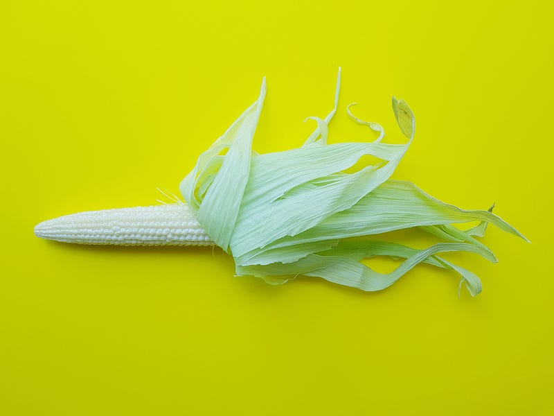 Image of a fresh baby corn in front of a greenish yellow background