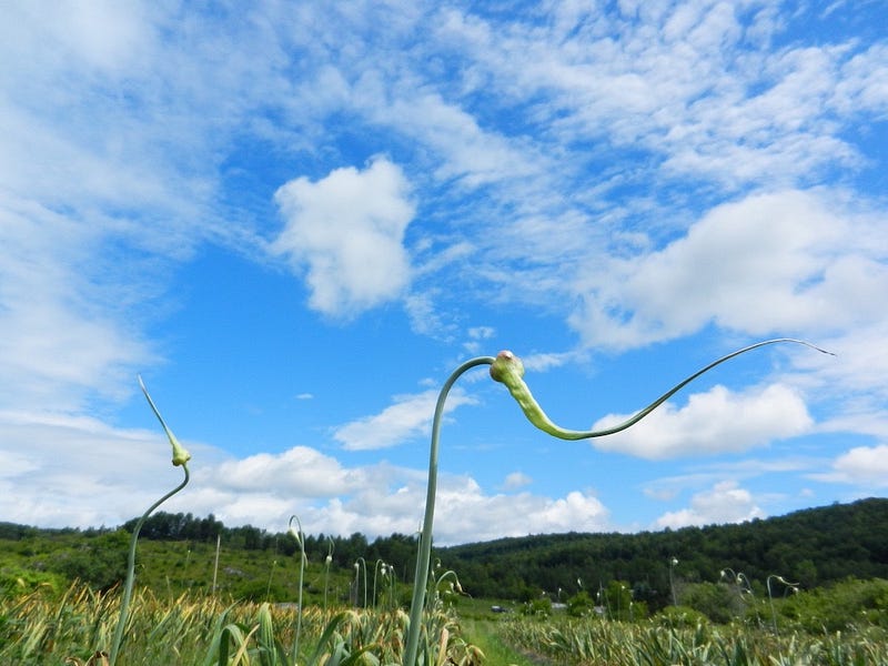 Garlic scapes growing in permaculture garden
