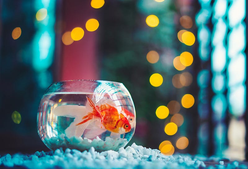 Goldfish in water.