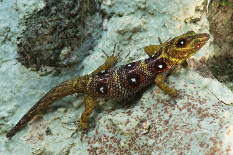 A gecko resting on a rock.