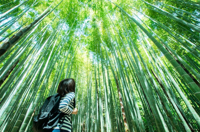 An Asian tourists looks up at the bamboo grove of Hokoku-ji