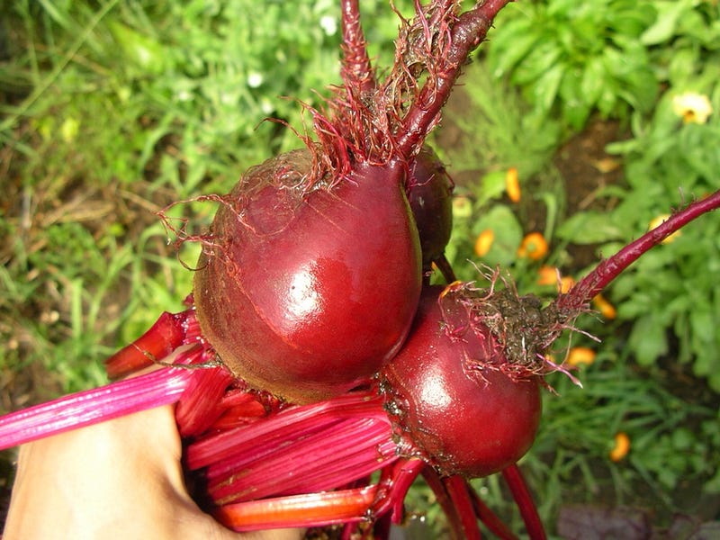Beetroots grow to improve soil and gain good harvests