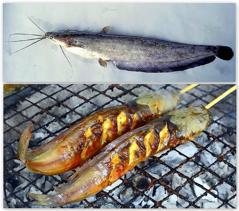 Breathing Water and Air: The Curious Life and Culinary Legacy of the Air-sac Catfish