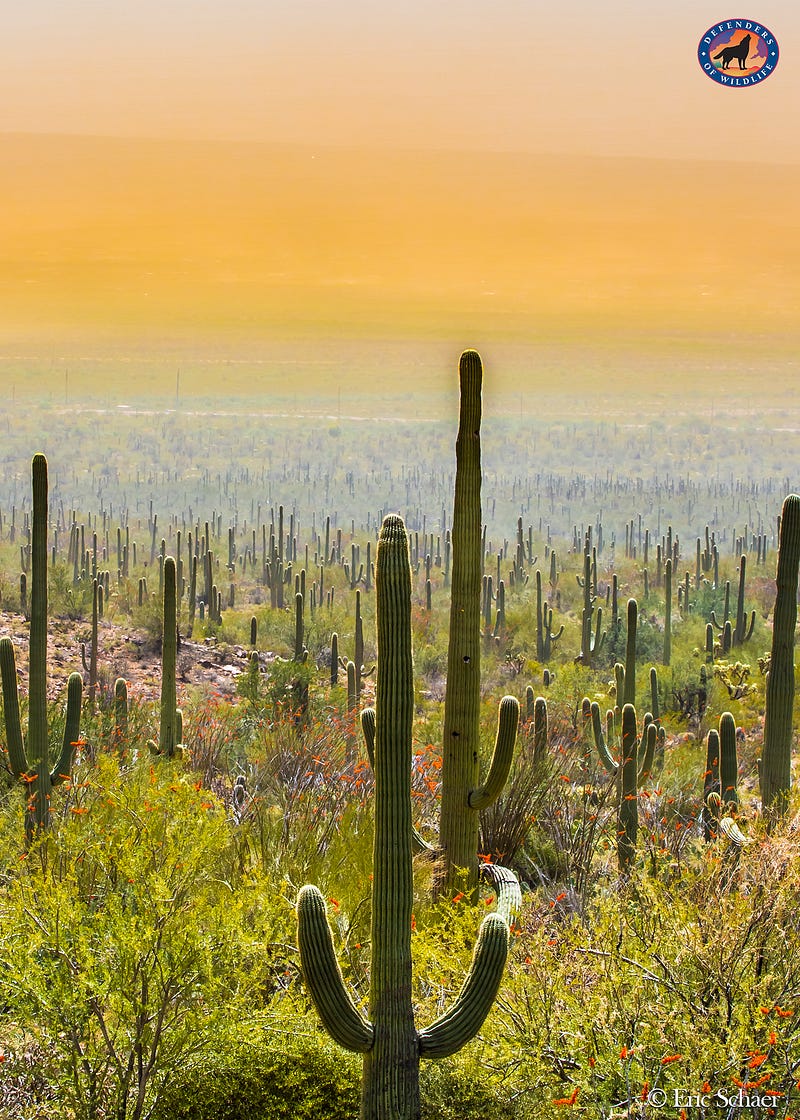Public Lands America’s Backyard At Risk Wild Without End Medium