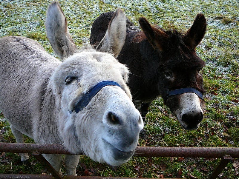 Two donkeys, one white on the left and one dark one on the right