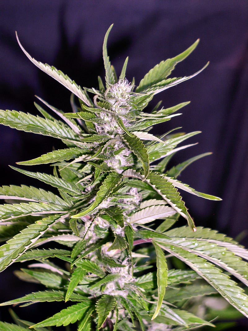 My Medical Cannabis Story