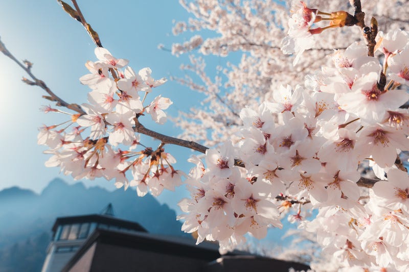 A cherry blossom tree in front of Mount Myogi