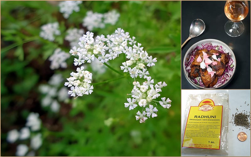 Radhuni Reclaimed: The Resurgence of Psammogeton involucratus in Kitchens and Conservation