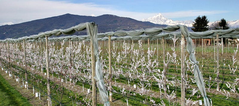 Picture of crops at the Bio Fruit Service farm in Piemonte