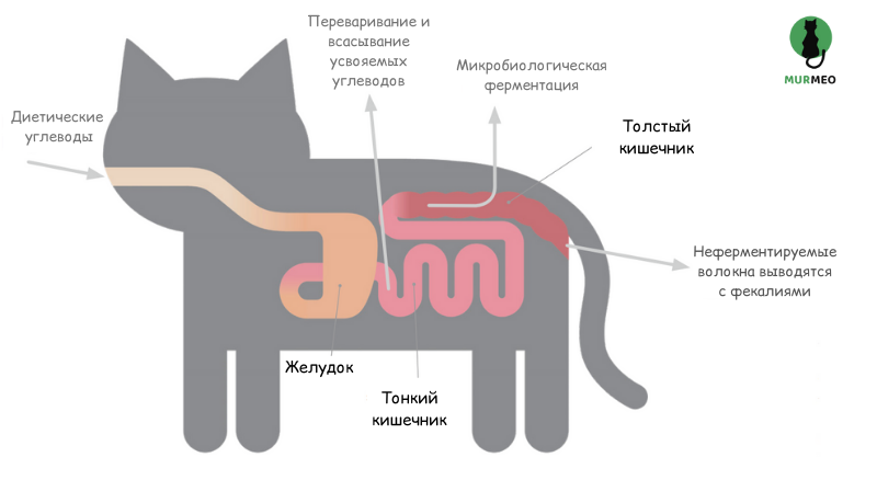 Разные типы клетчатки либо усваиваются кишечником либо выводятся целиком из организма