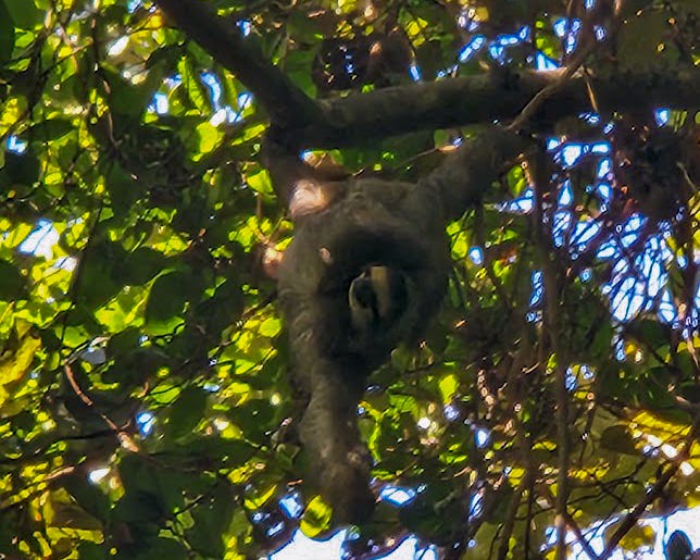 A sloth hanging from a branch by his feet hangs on arm above his head while the other reaches across to scratch his armpit.