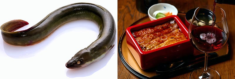 The Journey of Unagi: From Ocean Depths to Culinary Delight