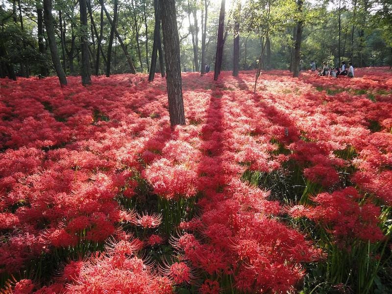 A sea of higanbana flowers at Saitama’s Kinchakuda Manjushage Park